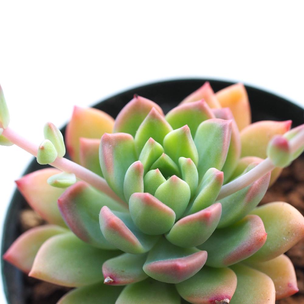 マッコスの投稿画像 By Tenさん 多肉植物と紅葉する多肉とエケベリア属とten Sエケと成長記録 17月1月31日 Greensnap グリーンスナップ