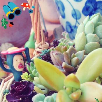 リトルハナガシラの投稿画像一覧 Greensnap グリーンスナップ