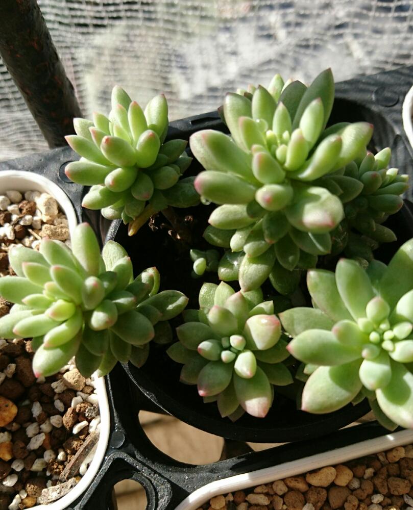 ピンクベリーの投稿画像 By らいあさん セダム属と多肉植物とグリーンの癒し と紅葉する多肉とぷりぷりとセダムピンクベリー 17月2月1日 Greensnap グリーンスナップ