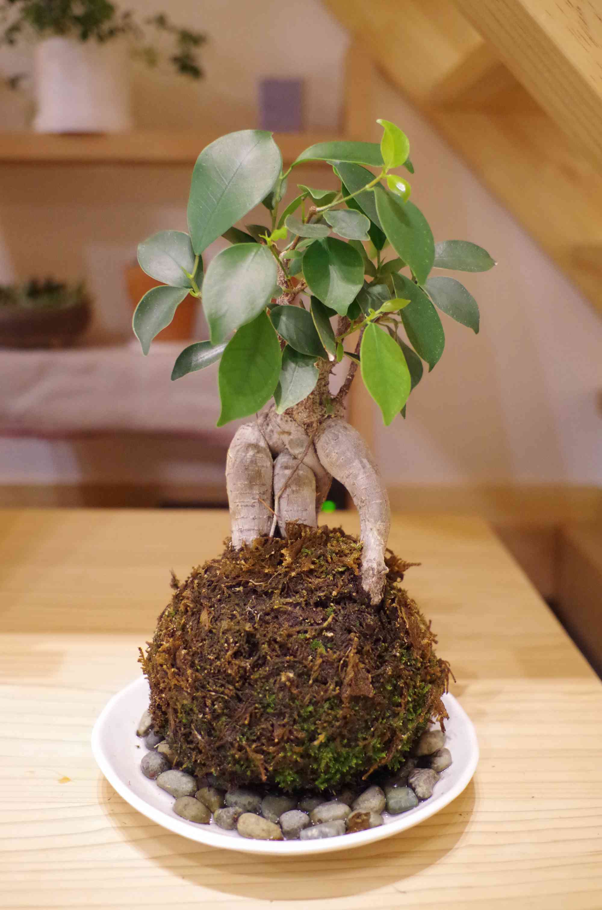 早い物勝ち！マッコウ(ハリツルマサキ)