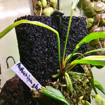 anthuriumの画像 by モレ吾郎さん | 部屋と着生植物とアンスリウム☆とミストプランツと着生とanthuriumと熱帯植物