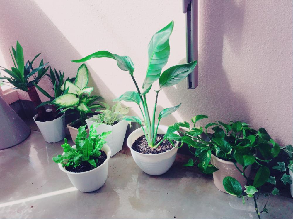 ポトスの投稿画像 By Spicyさん タニワタリ エメラルドウェーブとオーガスタとポトスマーブルクイーンとディフェンバキアとユッカとバルコニー ベランダとポトスマーブルクイーン とアスプレニウム とユッカ属とポトス とオーガスタ とインテリアグリーンとポトス