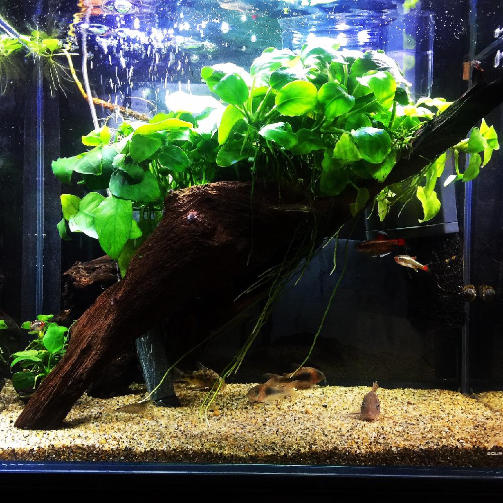 アクアリウムの投稿画像 By さとさとさん 水草とサトイモ 科 17月2月3日 Greensnap グリーンスナップ