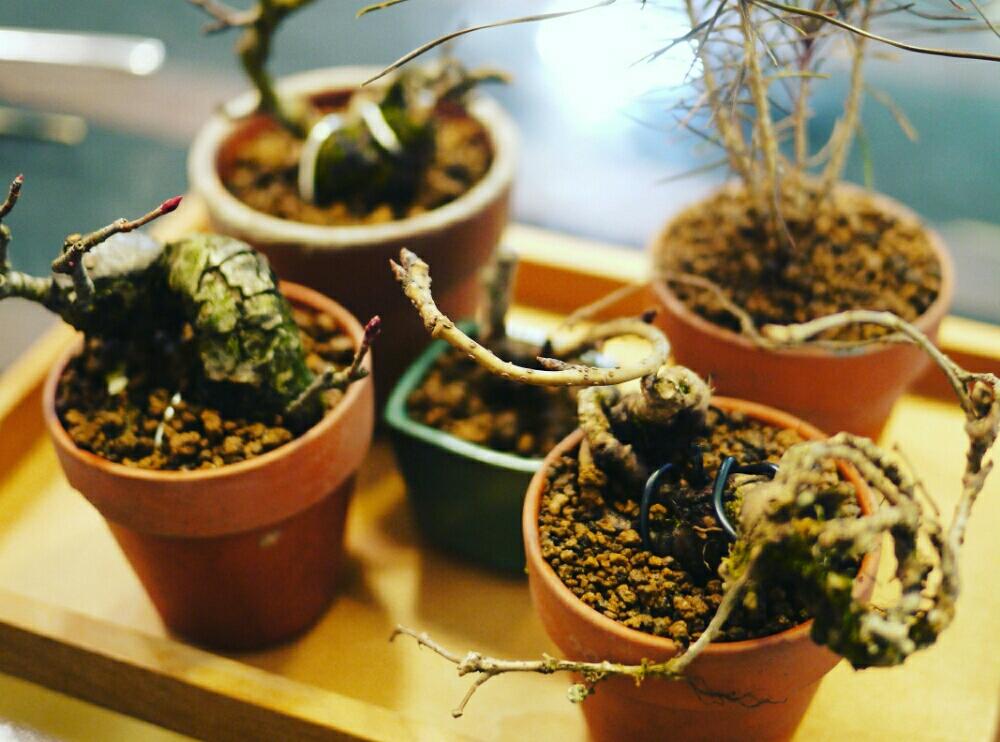 旭山桜の投稿画像 By Fujimaxさん 赤松とクマヤナギと西洋カマツカとナツヅタと小品盆栽と盆栽素材と植え替えと盆栽のある暮らしコンテストと盆栽 17月2月4日 Greensnap グリーンスナップ