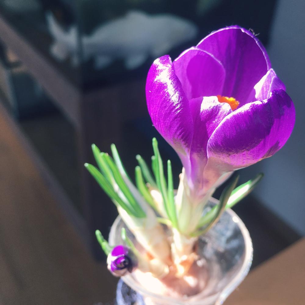 クロッカスの投稿画像 By Siroopさん 春を感じる花と球根植物と水耕栽培 2017月2月4日 Greensnap グリーンスナップ