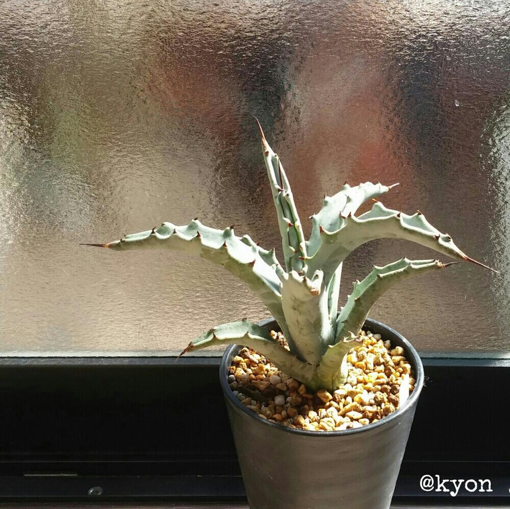 アガベ セルラータ(白牙竜)の投稿画像 by kyonさん｜対策しなくちゃ 