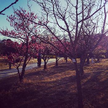 松戸市の画像 by mimamigawa_さん | お出かけ先と春を感じる花と松戸市と21世紀の森