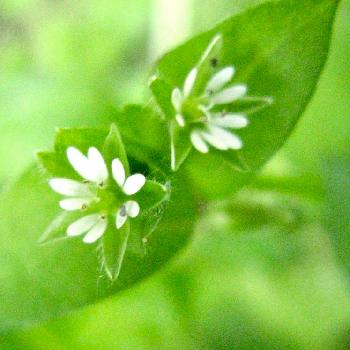 小さい小さい花の投稿画像一覧 Greensnap グリーンスナップ