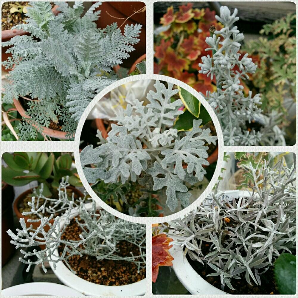ヘリクリサム ホワイトシップの投稿画像 By あおい32さん プラチーナと白妙菊とコチア ダイアモンドダストとシルバーレースと小さな庭と千葉県とガーデニングと千葉県とガーデニング 17月2月5日 Greensnap グリーンスナップ Greensnap グリーンスナップ