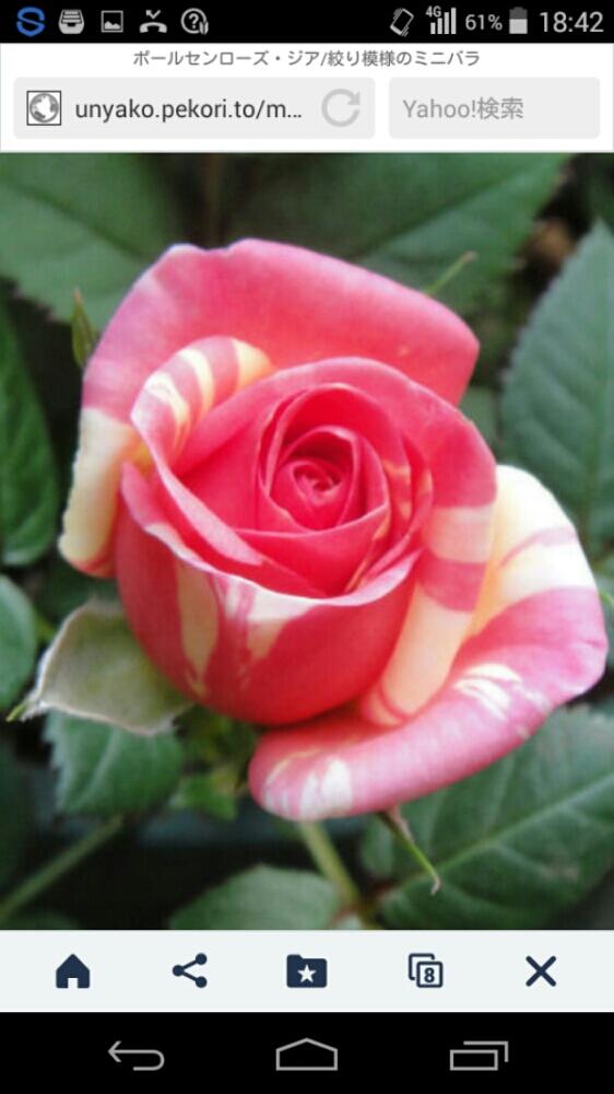 ポールセンローズ パレード ジアの投稿画像 By きらまる さん ポールセンローズ パレードシリーズとb型とどうしよ とたまらん とかわいいな とロザリアンとマーブルと薔薇男子とほしいほしいほしいとバラを楽しむとバラ ミニバラ 17月2月6日 Greensnap