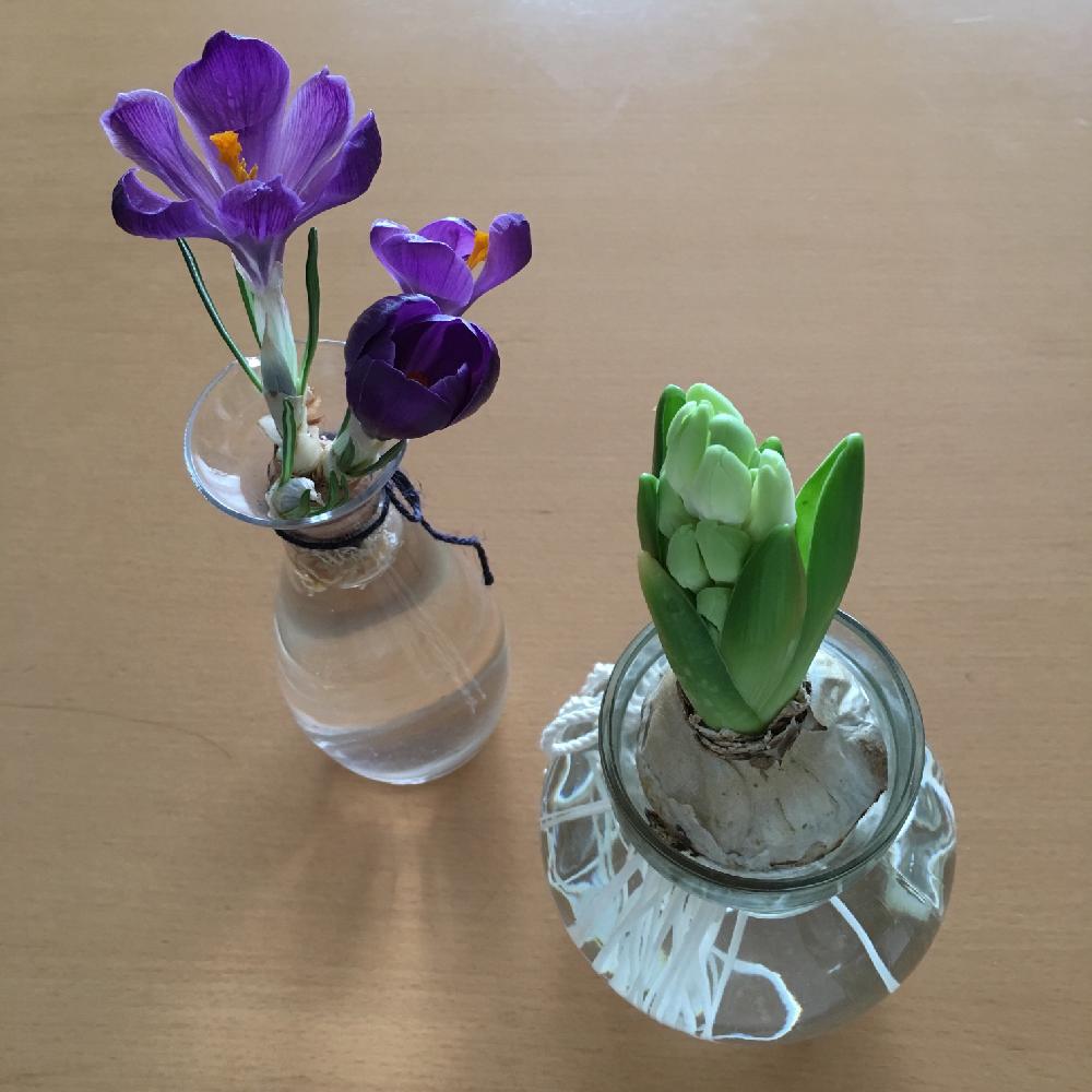 ヒヤシンスの投稿画像 By Siroopさん クロッカスと春を感じる花と水耕栽培と球根植物 17月2月7日 Greensnap グリーンスナップ