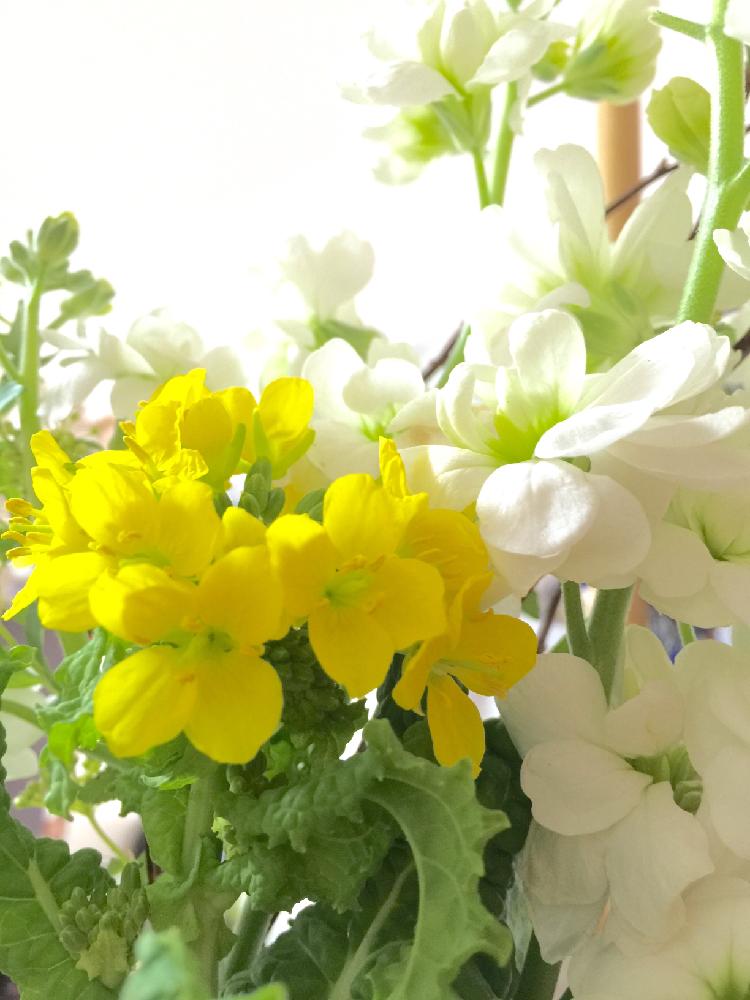 ストックの投稿画像 By Tiarellaさん 菜の花と春を感じる花と花束 17月2月7日 Greensnap グリーンスナップ