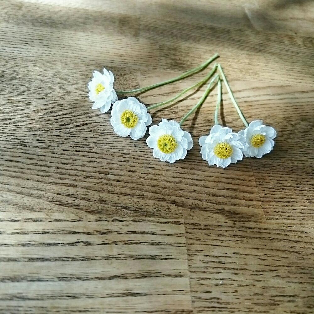 白い花の投稿画像 By Aoeriさん 切り花と咲いた とドライフラワー 2017月2月7日 Greensnap グリーンスナップ
