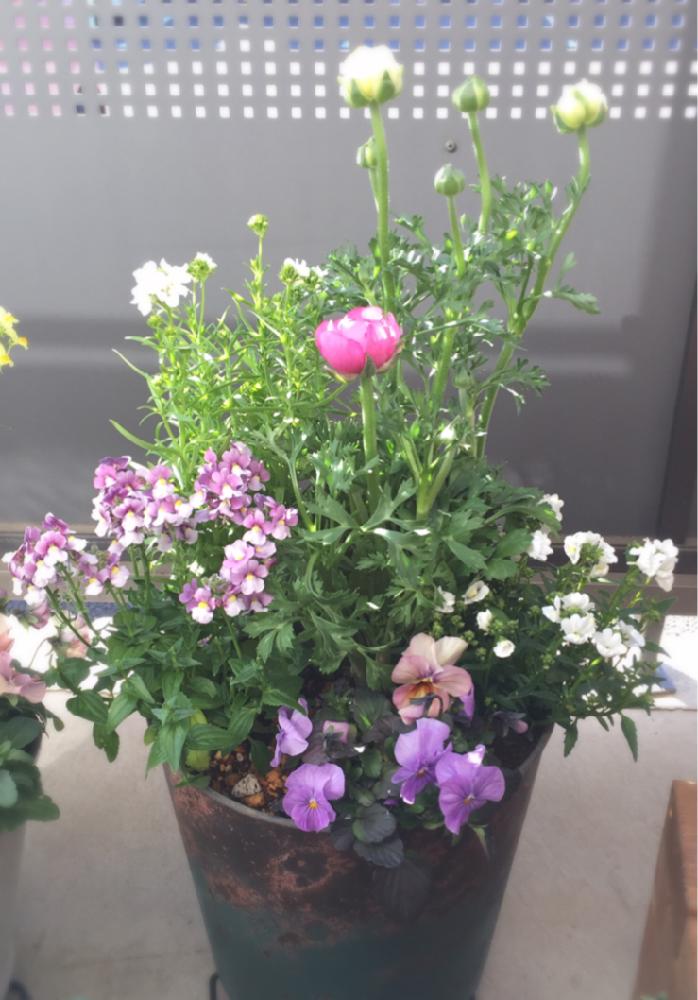 パンジー ビオラの投稿画像 By Npnさん リナリアと宿根ネメシアとラナンキュラスと寄せ植えと狭いベランダと娘にプレゼント 17月2月8日 Greensnap グリーンスナップ
