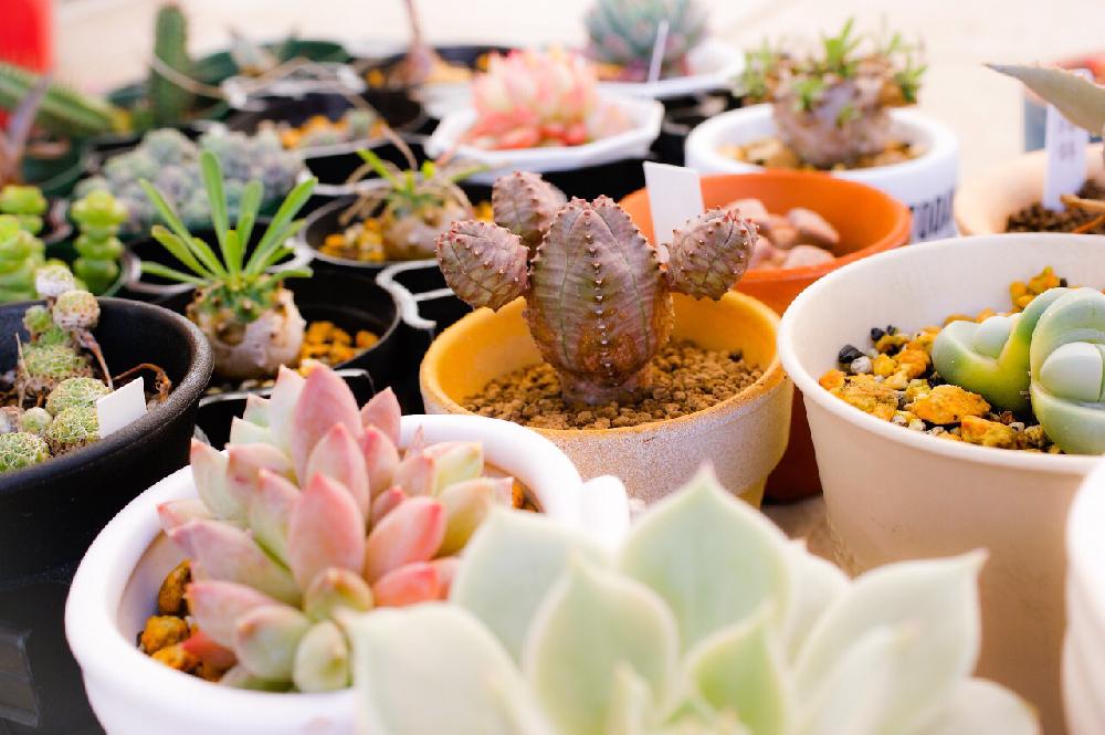 スザンナエ オベサ交配種の投稿画像 By ぽかぽかなおさん オベサブロウと自慢の多肉サボテンコンテストとユーフォルビアと多肉植物とオベ三郎 17月2月8日 Greensnap グリーンスナップ