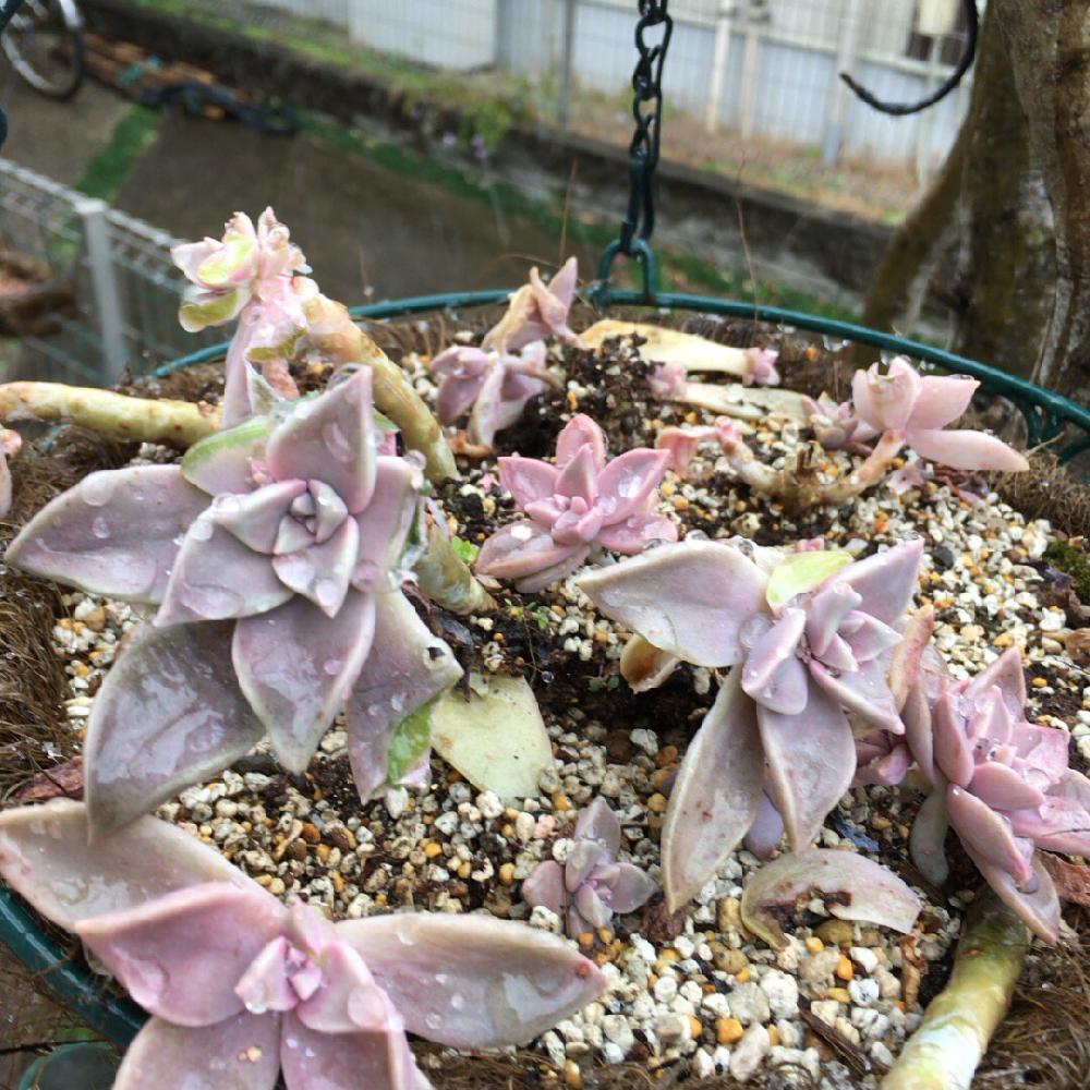 朧月の投稿画像 By さこさん 多肉植物と鳥害と紅葉する多肉とピンクの多肉と植中毒と可愛い多肉ちゃん と紅葉 こうよう とエケベリア女子と多肉 女子と単品管理と購入記録と多肉棚と加工なし 17月2月9日 Greensnap グリーンスナップ