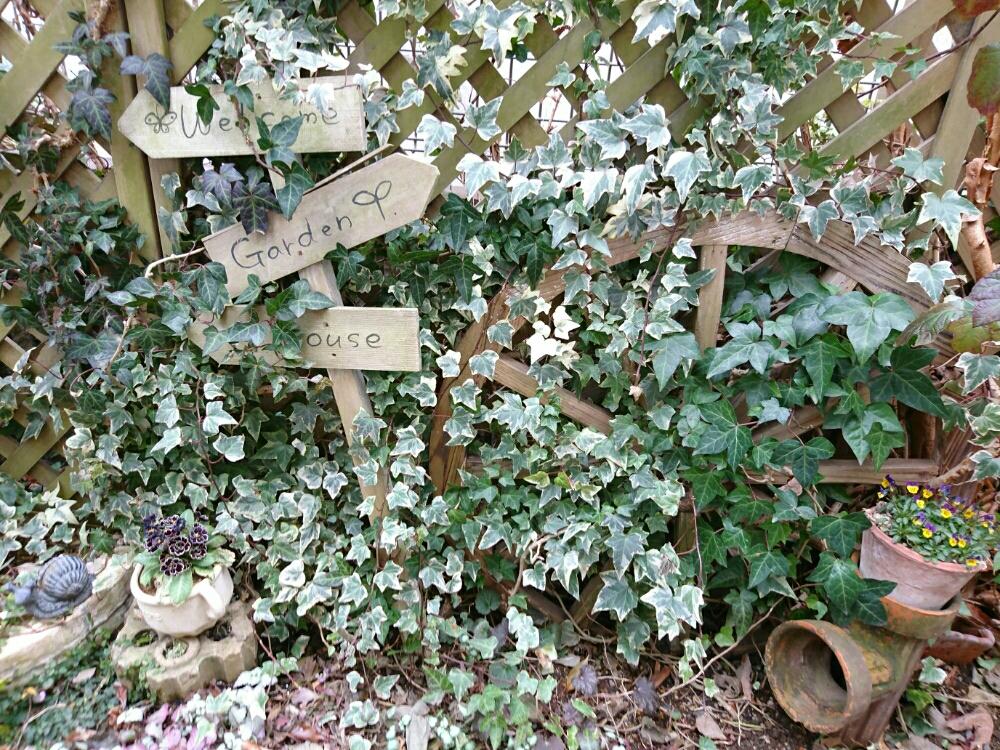 アイビーの投稿画像 By 819sakuranboさん My Gardenとシェードガーデンと冬の庭と今日の一枚と斑入り葉っぱとガーデニング 17月2月10日 Greensnap グリーンスナップ