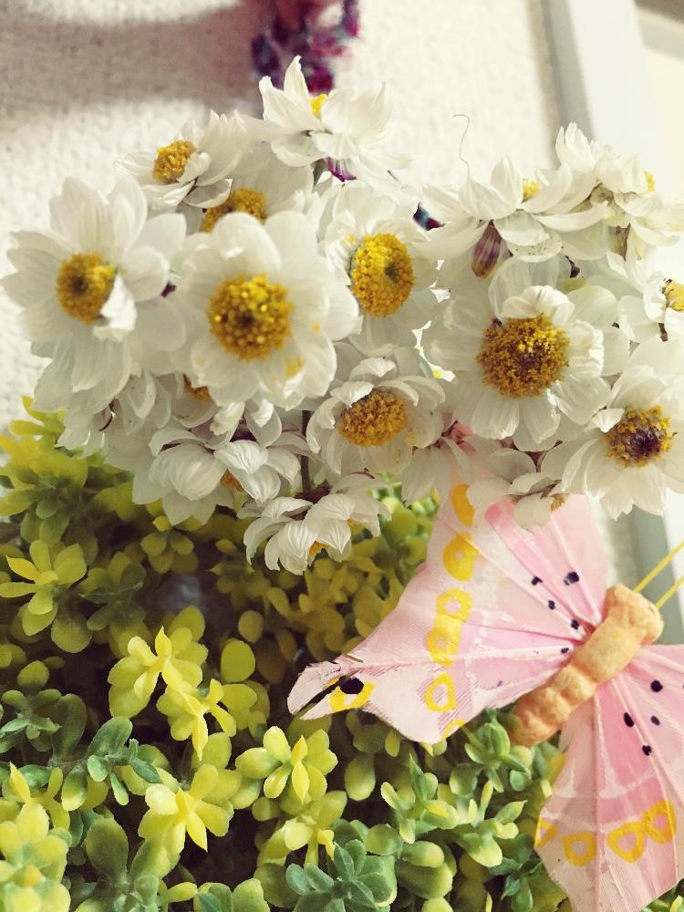 ハナカンザシの投稿画像 By ﾟ なっちゃん ﾟ さん ドライフラワーとちょうちょとドライフラワー にする と花かんざし と白い花 と春のリビングフラワーと花のある暮らしと癒しとドライフラワーアレンジと可愛いと小さいと吊るす と ドライフラワー