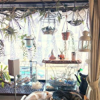 盆栽のある暮らしコンテストの画像 by くみんさん | 窓辺とサボテン科と植物まみれの部屋コンテストと多肉女子と珍奇植物とエアプランツと盆栽のある暮らしコンテスト