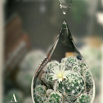 金手まりの画像 by jin_jinさん | 窓辺とサボサボとサボテンの花と金手まり