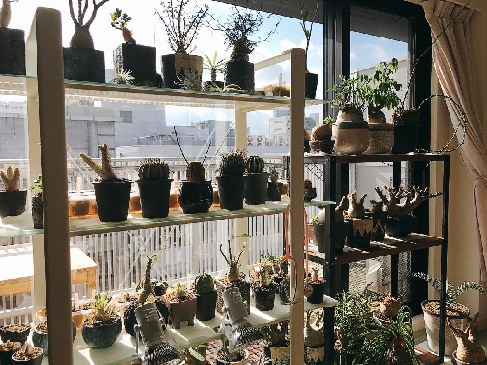 多肉植物の投稿画像 By Tsuu さん サボテン科と植物のある暮らしと植物まみれの部屋コンテストとcaudexと植中毒と多肉女子と塊根植物と 植物と暮らす コンテスト 17月2月13日 Greensnap グリーンスナップ