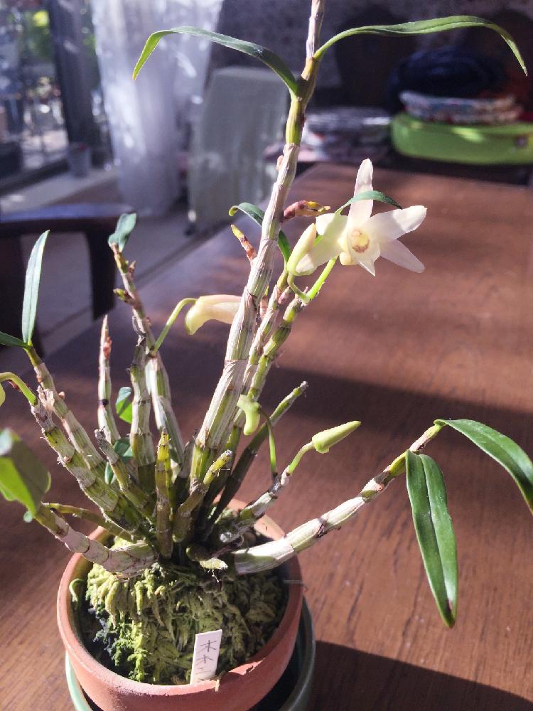 セッコクの投稿画像 By ナオミさん 石斛蘭とセッコク 微笑と窓辺と開花待ちとセッコク 長生蘭と出窓グリーンとデンドロビウム属と石斛と東洋蘭と長生蘭 微笑と開花待ちとセッコク 長生蘭と出窓グリーンとデンドロビウム属と石斛と東洋蘭 17月2月13日 Greensnap