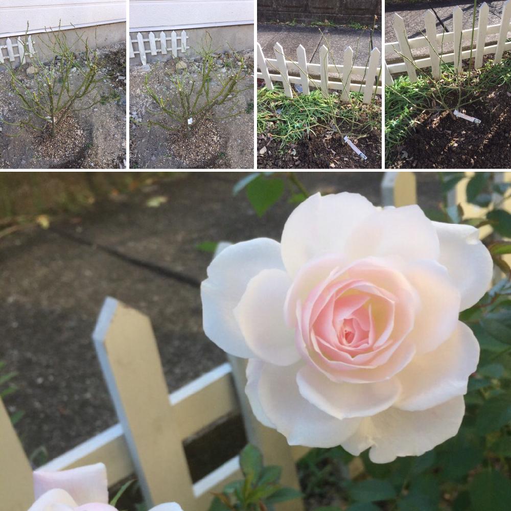 つるアイスバーグの投稿画像 By すばるさん アイスバーグとアイスバーグとバラ初心者とバラの剪定とバラのある暮らしとつるバラと今日のお花とバラの地植えと初めて 2017月2月13日 Greensnap グリーンスナップ