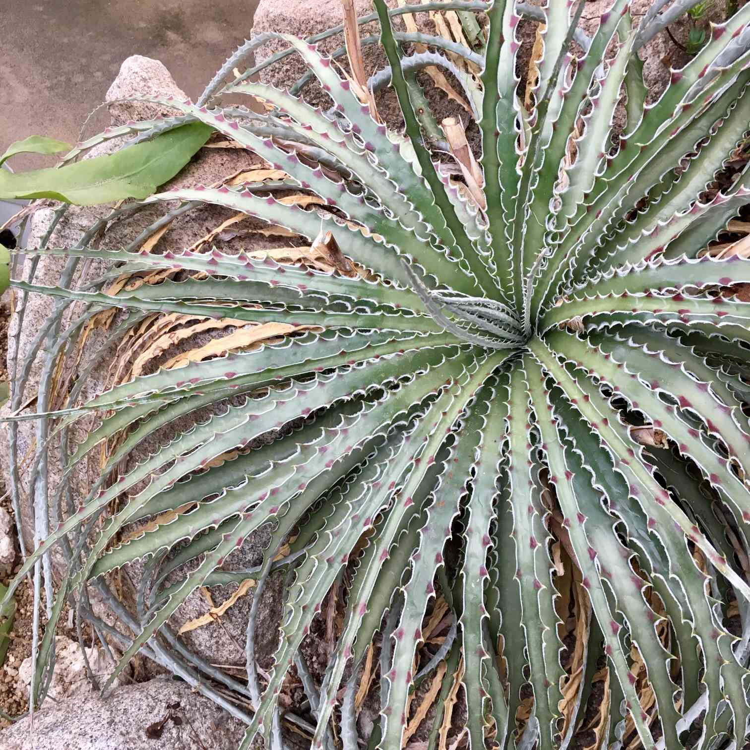 確認用 Hechtia glomerata ヘクチア グロメラータ 華燭の典 インテリア 