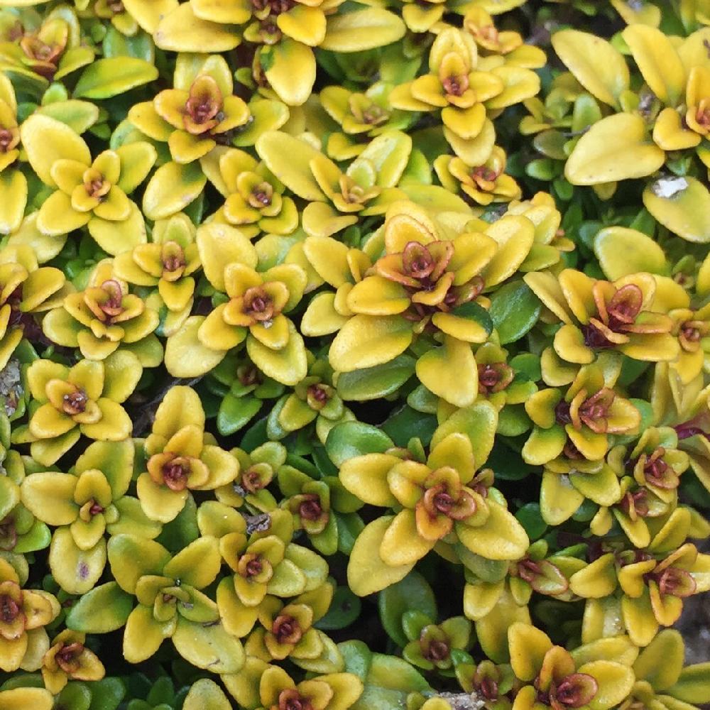 ゴールデンレモンタイムの投稿画像 By Kurageさん 車庫と黄色い花とシソ科とたくましいと観葉植物と黄色い花とシソ科とたくましいと観葉植物 17月2月15日 Greensnap グリーンスナップ Greensnap グリーンスナップ