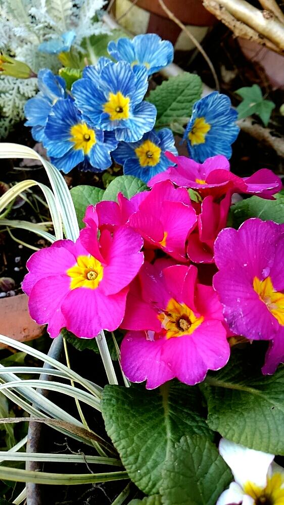 プリムラ ジュリアンの投稿画像 By Ladybirdさん プリムラ ポリアンサと寄せ植えと青い花と今日の一枚と今日のお花とピンクとガーデニング 17月2月15日 Greensnap グリーンスナップ