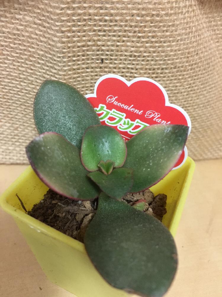 斑入り金のなる木の投稿画像 By Syaさん 多肉植物と100均とダイソーと植中毒と多肉女子と多肉狩りと多肉初心者 17月2月16日 Greensnap グリーンスナップ