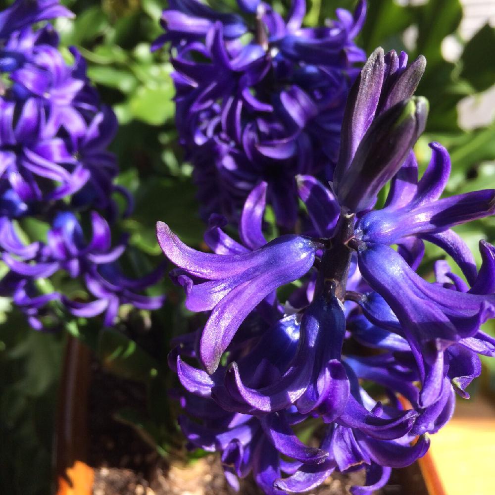 窓辺の投稿画像 By お花屋さんさん 癒やしと嬉しい と綺麗とヒヤシンス 紫と甘い香りと紫の花と癒やしと嬉しい と綺麗とヒヤシンス 紫と甘い香りと紫の花 17月2月17日 Greensnap グリーンスナップ Greensnap グリーンスナップ