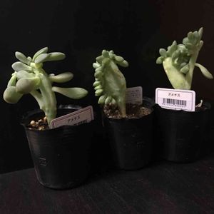 謎多肉,綴化多肉,100均多肉,多肉植物,謎アメチスの画像