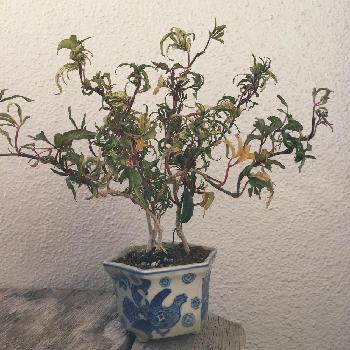 雲竜椿の投稿画像一覧 Greensnap グリーンスナップ