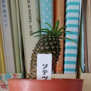 パイナップルツリーの投稿画像一覧 Greensnap グリーンスナップ