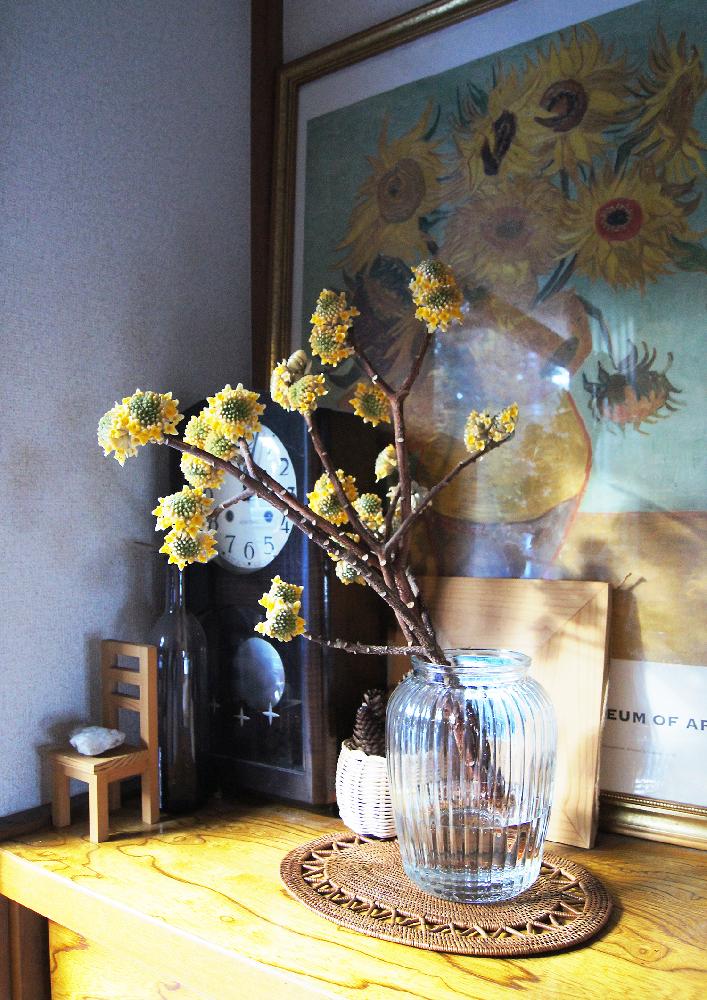 ミツマタの投稿画像 By 荒田珈琲さん Weekend Flowerと樹木と今日の一枚と今日のお花と切り花 17月2月19日 Greensnap グリーンスナップ