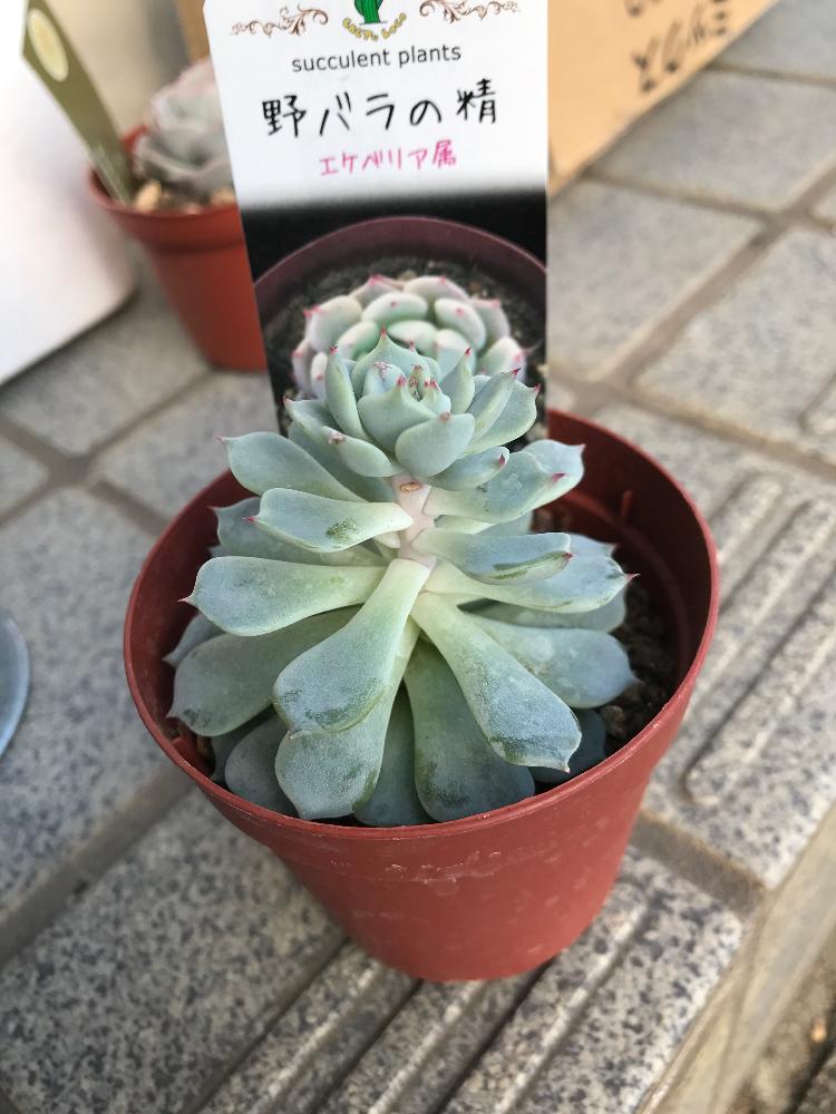 野バラの精 - 観葉植物