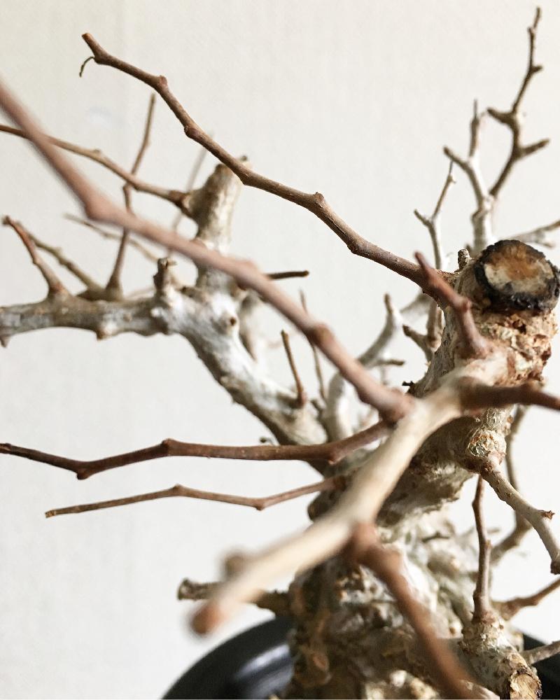 オペルクリカリア パキプスの投稿画像 By Jillさん オペルクリカとオペルクリカリア パキプスと多肉植物とコーデックスとパキプス氏とcaudexと パキプスと塊根植物と自慢の多肉サボテンコンテストと珍奇植物とじるの塊根とビザールプランツ 17月2月日 Greensnap