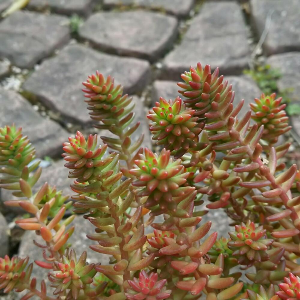 グリーンペットの投稿画像 By まさこさん 小さな庭とセダム属と多肉植物と紅葉する多肉とセダム属と多肉植物と紅葉する多肉 17月2月日 Greensnap グリーンスナップ Greensnap グリーンスナップ