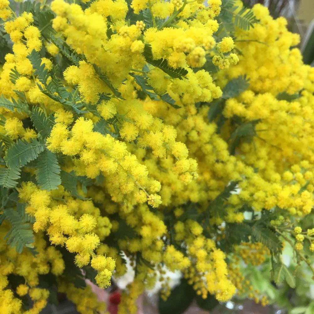 ミモザアカシアの投稿画像 By Hanabisouさん アカシアミモザとお花のある暮らしとflowerと春を感じる花と半田市花屋とお花のある生活とお花 17月2月日 Greensnap グリーンスナップ