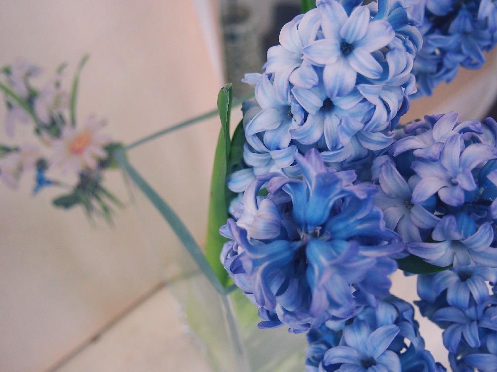 ヒヤシンスの投稿画像 By コロスケさん 部屋と青い花と切花と青い花と切花 17月2月日 Greensnap グリーンスナップ Greensnap グリーンスナップ