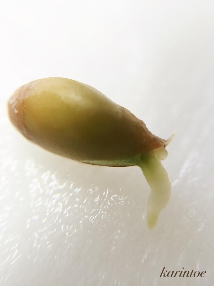 ポンカンの投稿画像 By Karintoeさん 今日の一枚と根っこと実生と種から育てたとセリアマクロレンズとマクロ撮影と種から根っこと発根と 種 っ子隊 と17 2と種活 17月2月21日 Greensnap グリーンスナップ