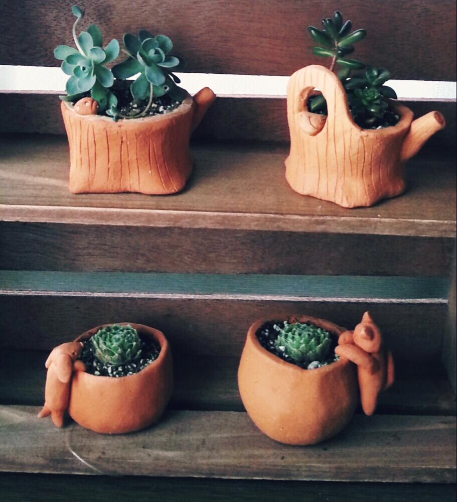 センペルビゥム♪の投稿画像 by tsukiさん|ガーデン雑貨とネコの日と