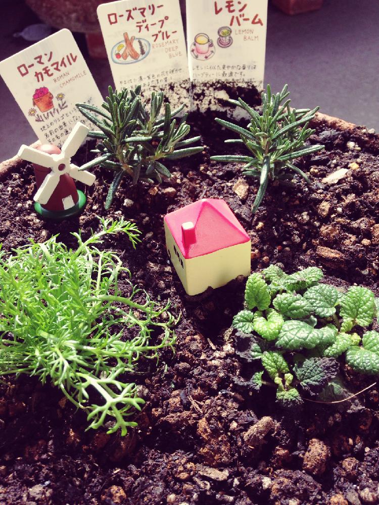 ローズマリーディープブルーの投稿画像 By ねまきさん レモンバームとローマンカモミールと寄せ植えとわが家のハーブ 17月2月22日 Greensnap グリーンスナップ