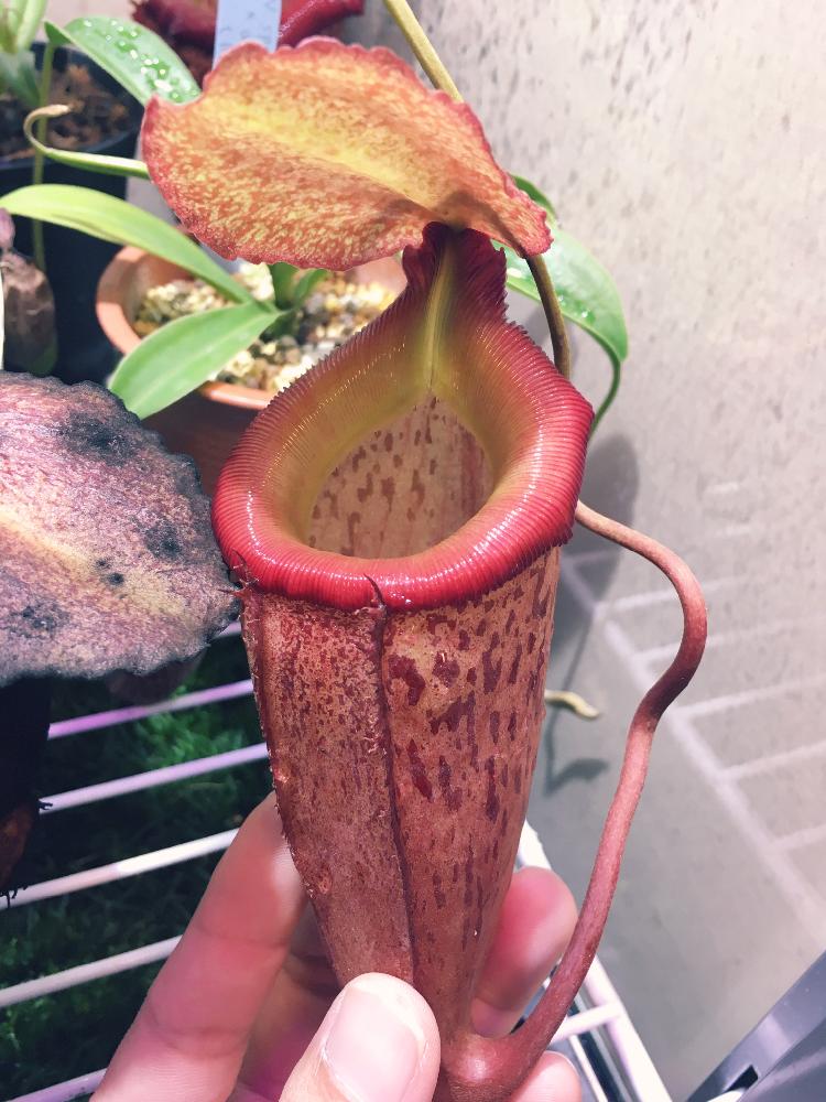 ネペンテス タランゲンシス シブヤンエンシスの投稿画像 By ネペン亭あら太さん コワイよ と食虫植物と植中毒と食虫植物 ウツボカズラと珍奇植物と食虫植物広め隊 17月2月22日 Greensnap グリーンスナップ