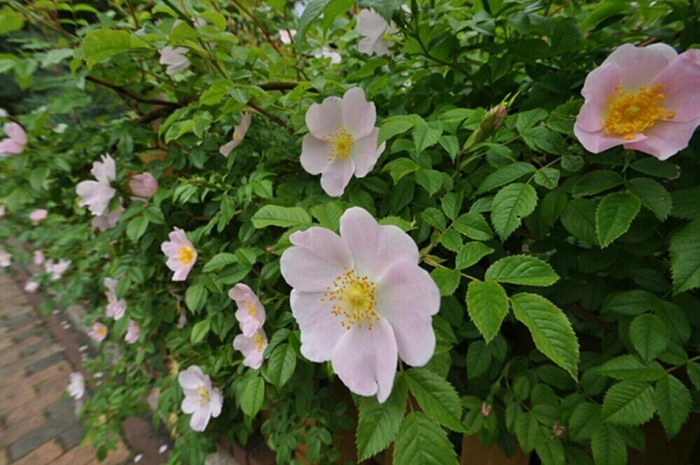 一重のバラの投稿画像 By Takako さん 庭植えとピンクとつるバラ 2017月2月22日 Greensnap グリーンスナップ