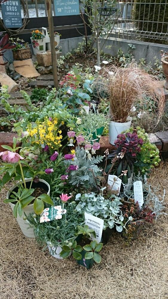ハーブガーデンの投稿画像 By Soraさん ガーデン雑貨と寄せ植えと手作りの庭とナチュラルガーデンと花壇diyと今日の一枚と百均利用とdiyウッドフェンス 17月2月23日 Greensnap グリーンスナップ