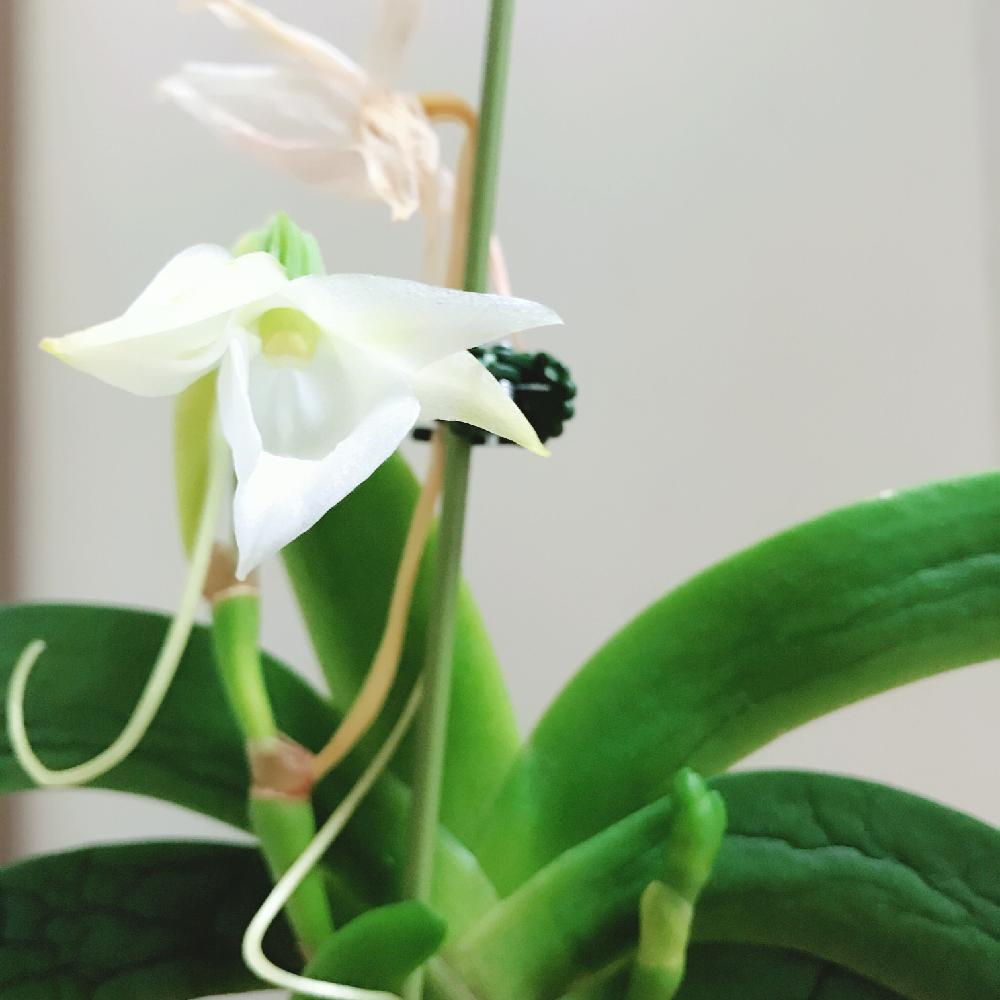 アングレカム レオニスの投稿画像 By Mekulu44さん 洋蘭と観葉植物と植物のある暮らしと着生ランと植中毒と今日の一枚と今日のお花 17月2月23日 Greensnap グリーンスナップ