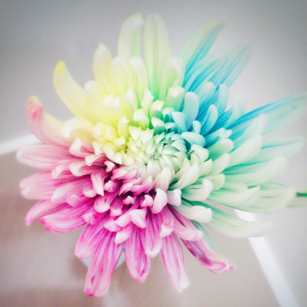 レインボーの投稿画像 By Rainbowさん キクと手作りと自分とグラデーションと珍しいと植中毒と生花とマイブームと簡単とレインボーフラワー 17月2月24日 Greensnap グリーンスナップ