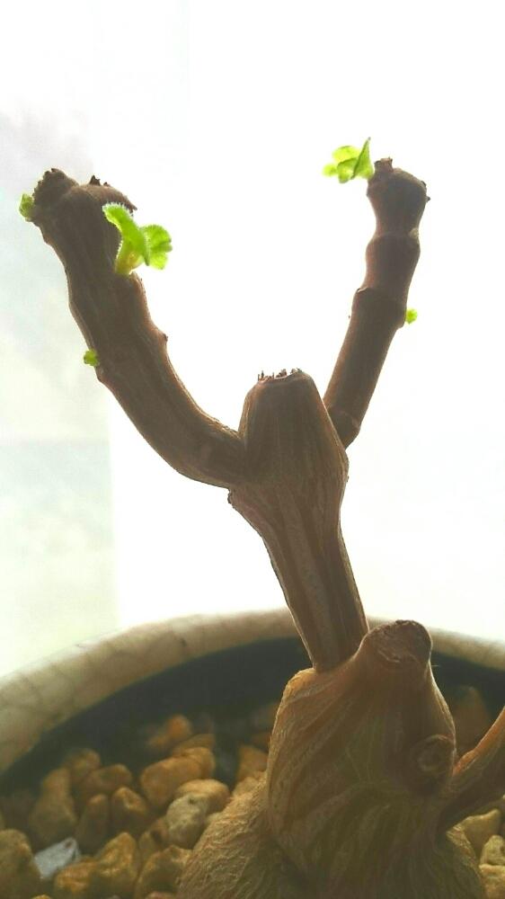 プレクトランサス エルンスティーの投稿画像 By Sepia さん 多肉植物とプレクトランサス属とシソ科とコーデックスと塊根植物 17月2月24日 Greensnap グリーンスナップ